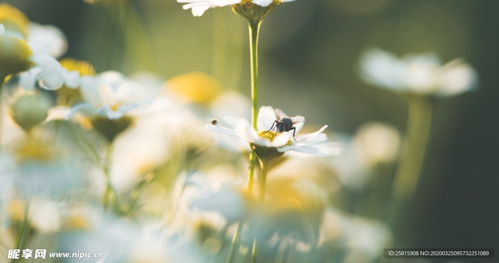 花间隐者小蜂蜜图片