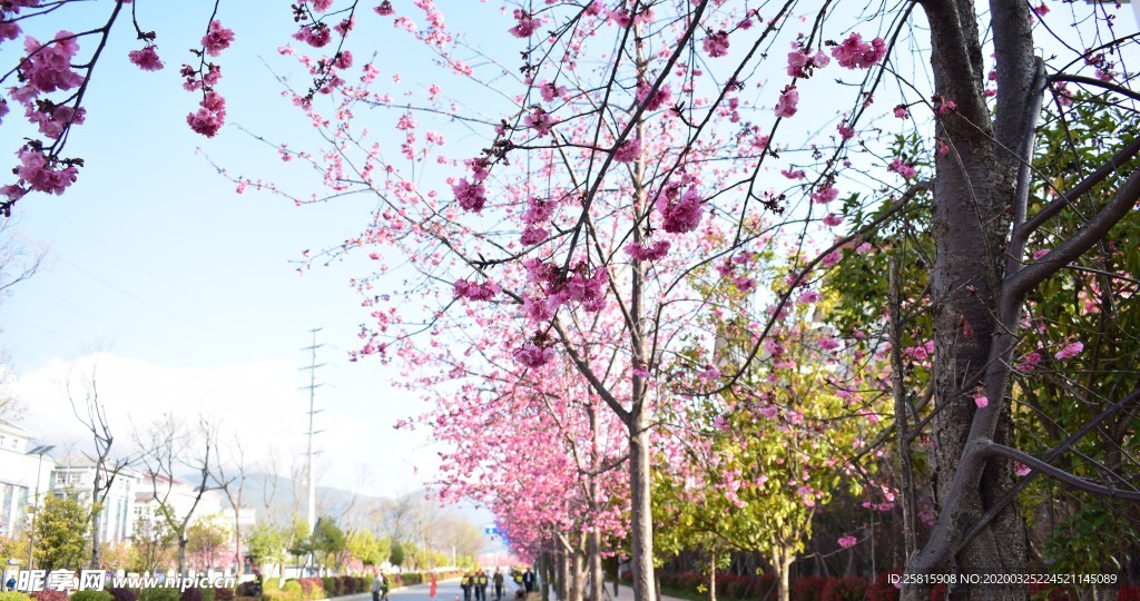 樱花桃花花艺图片