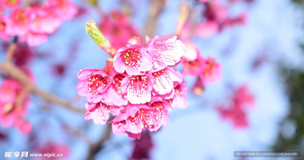 樱花桃花花艺图片