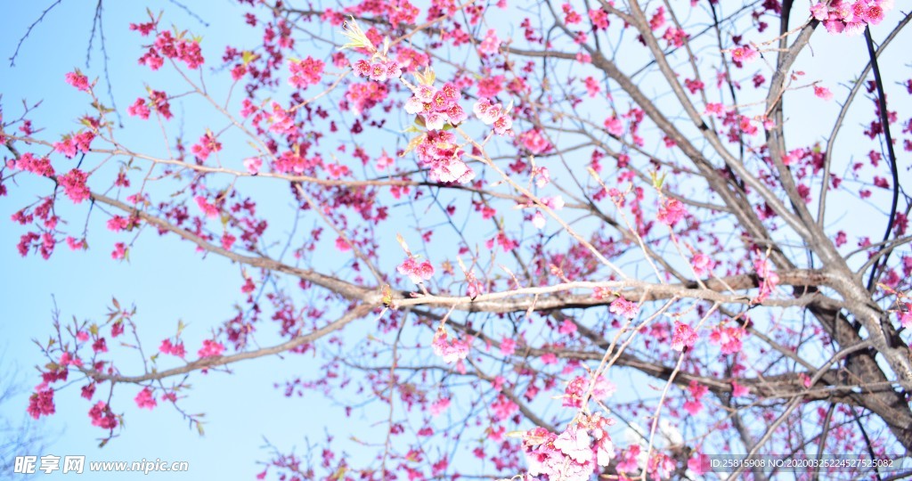 樱花桃花花艺图片