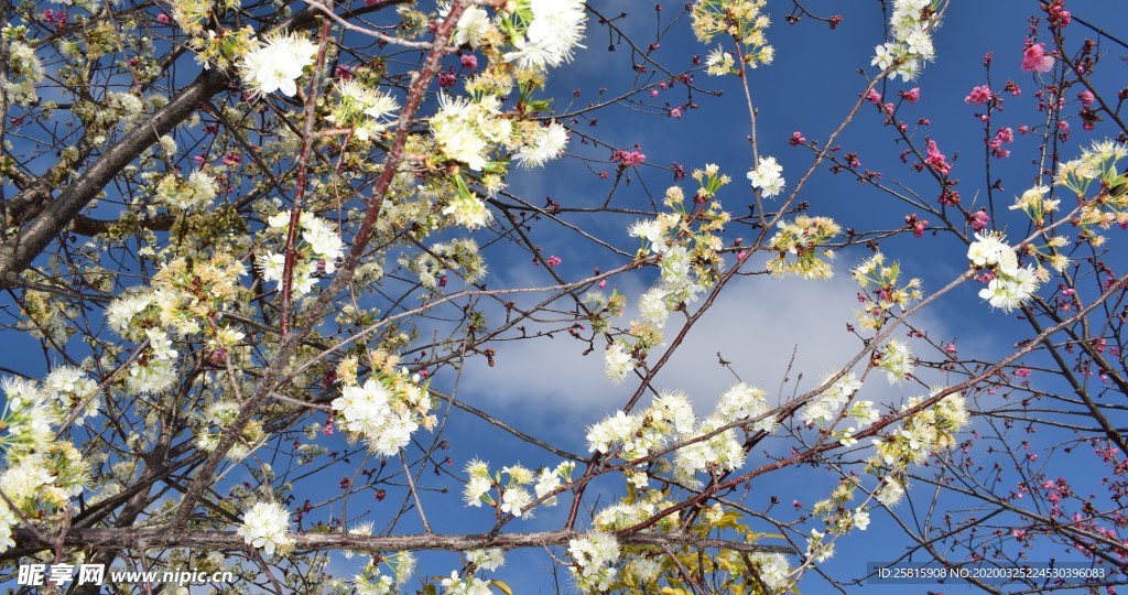 樱花桃花花艺图片