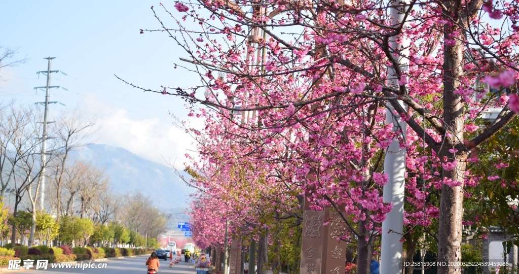 樱花桃花花艺图片