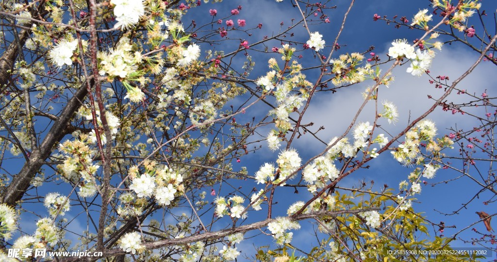 樱花桃花花艺图片