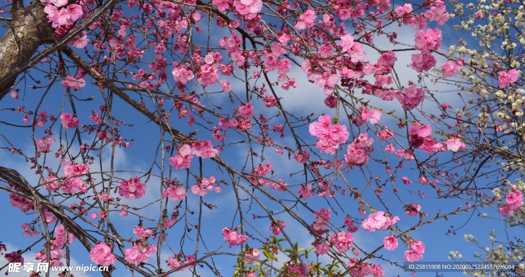 樱花桃花花艺图片