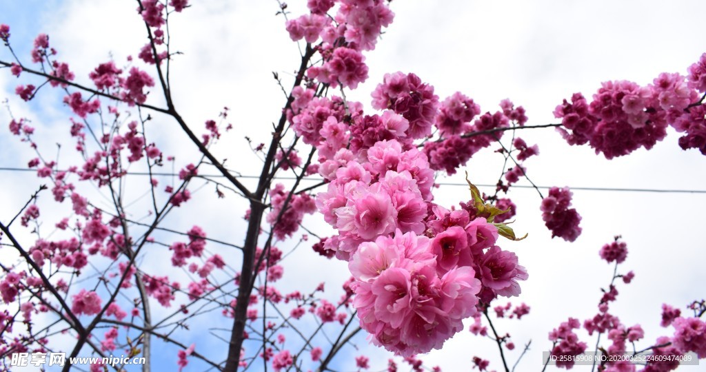 樱花桃花花艺图片