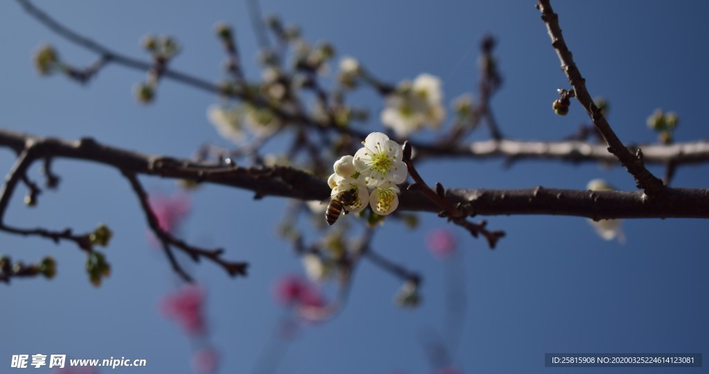 樱花桃花花艺图片