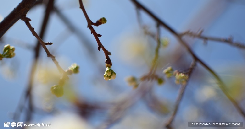 樱花桃花花艺图片