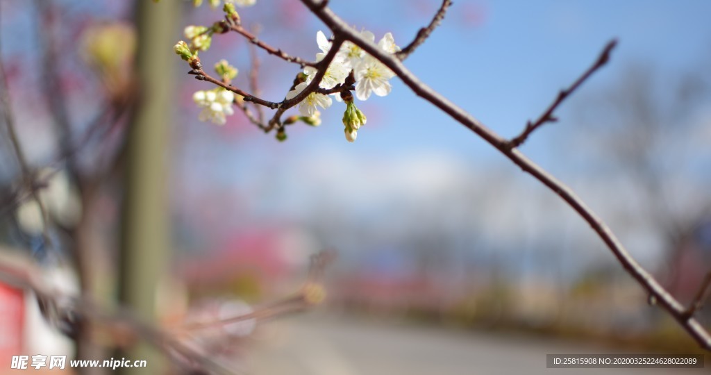 樱花桃花花艺图片