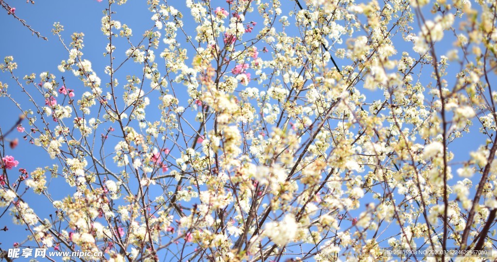 樱花桃花花艺图片