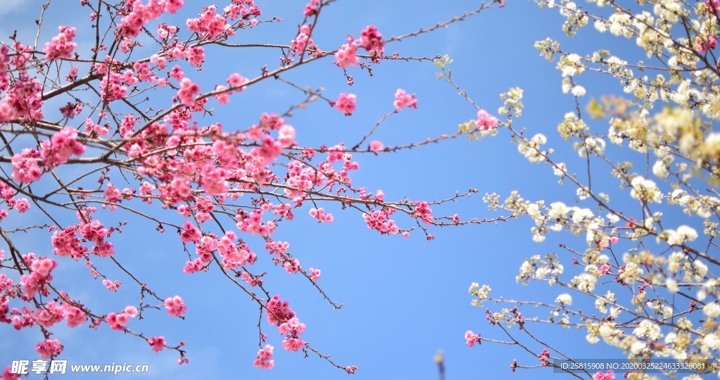 樱花桃花花艺图片