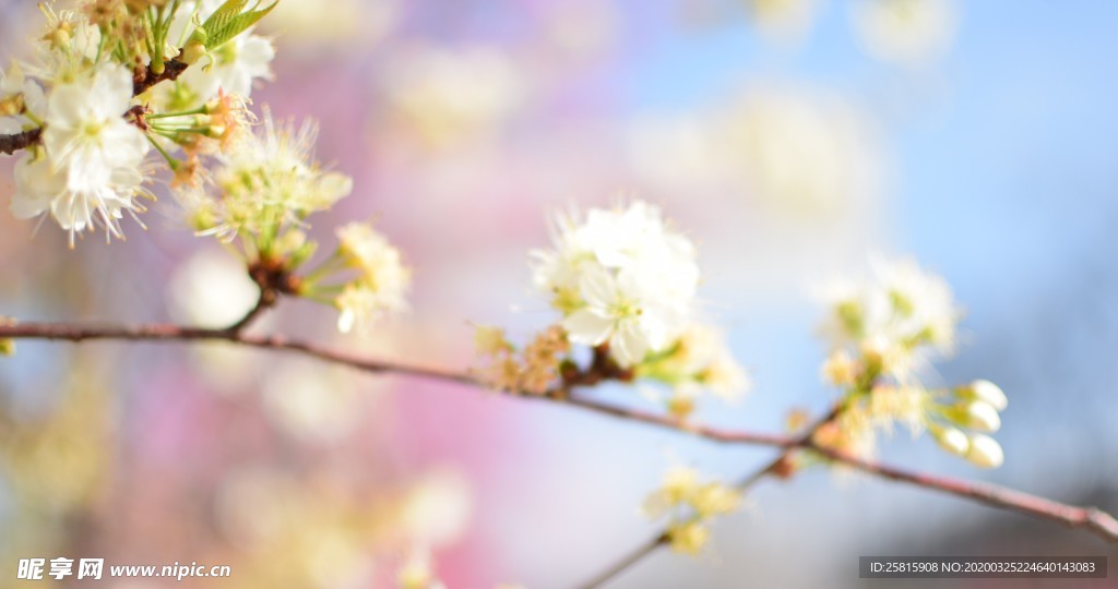 樱花桃花花艺图片