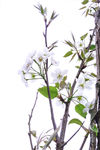 梨花 春天 花朵 白色 白花