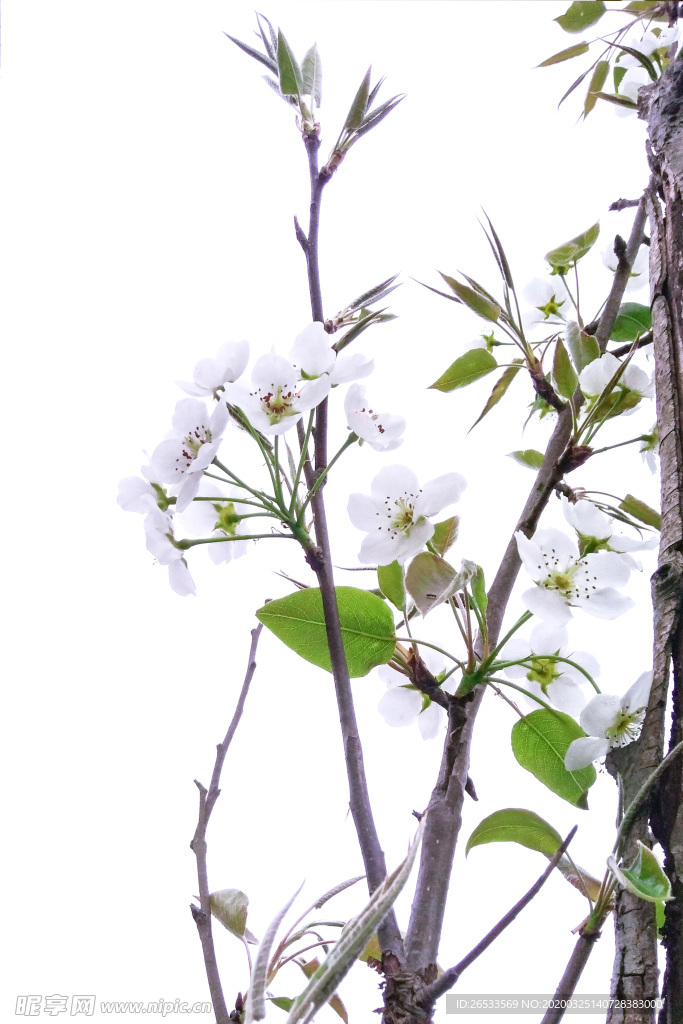 梨花 春天 花朵 白色 白花