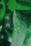 谷雨