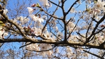 春日樱花