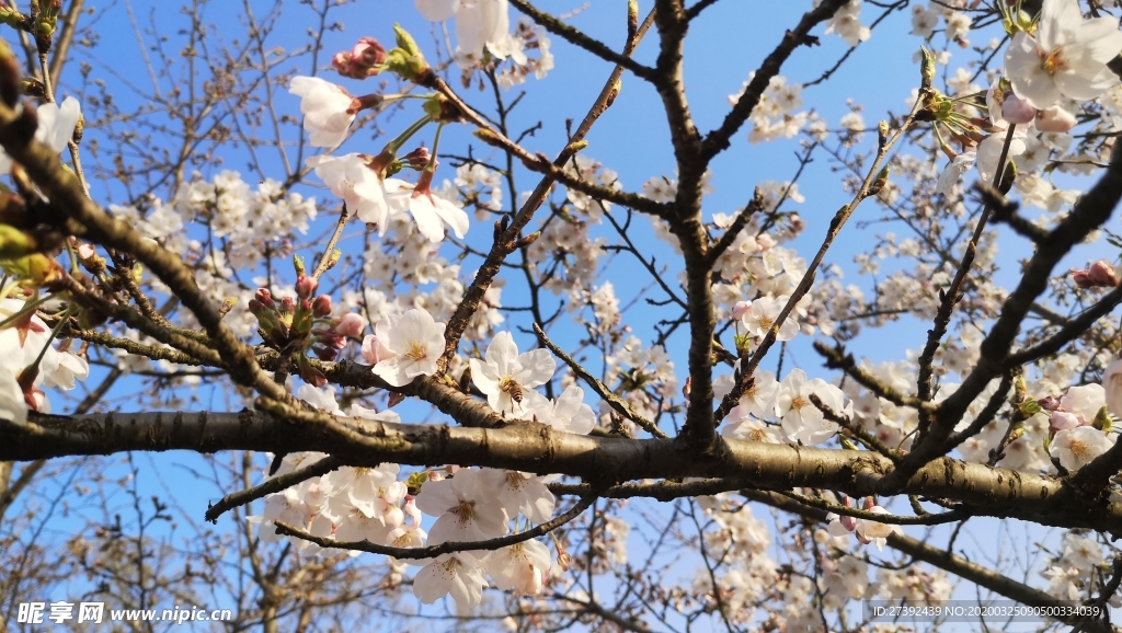 春日樱花