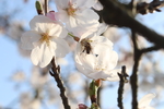 春日樱花
