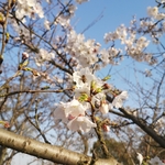 春日樱花