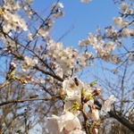 春日樱花