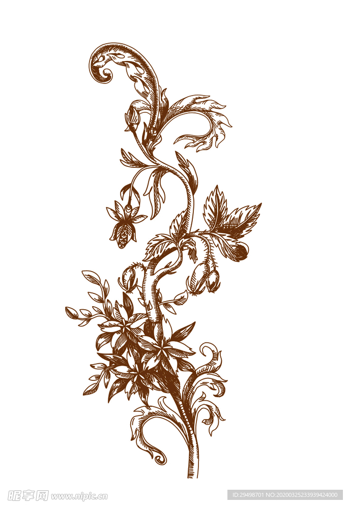 花枝