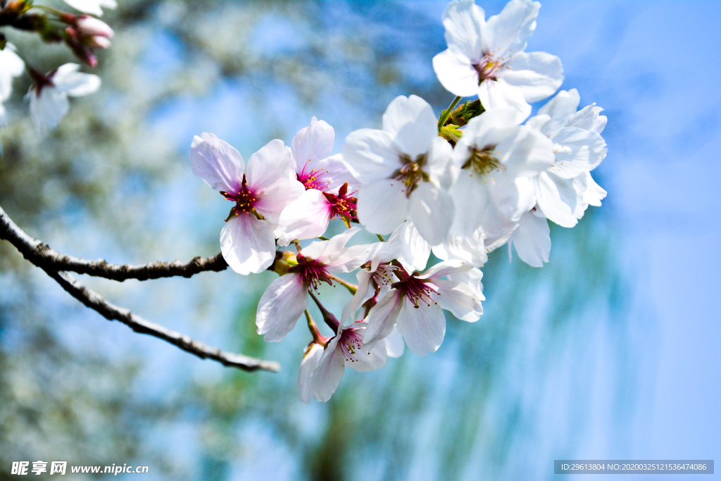 樱花