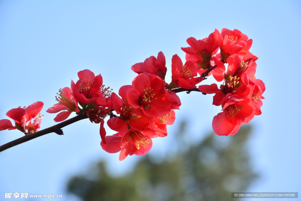 花