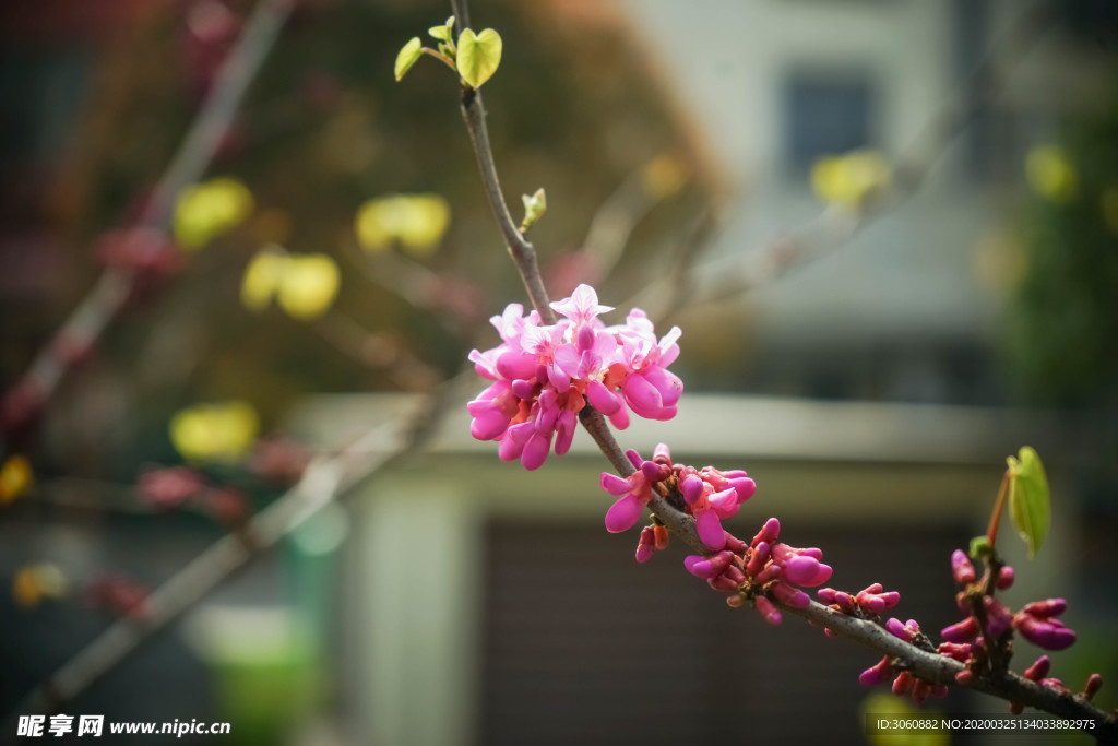 红花 红色