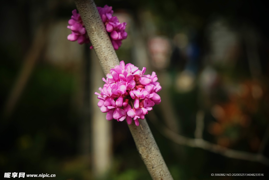 红花
