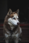 狗