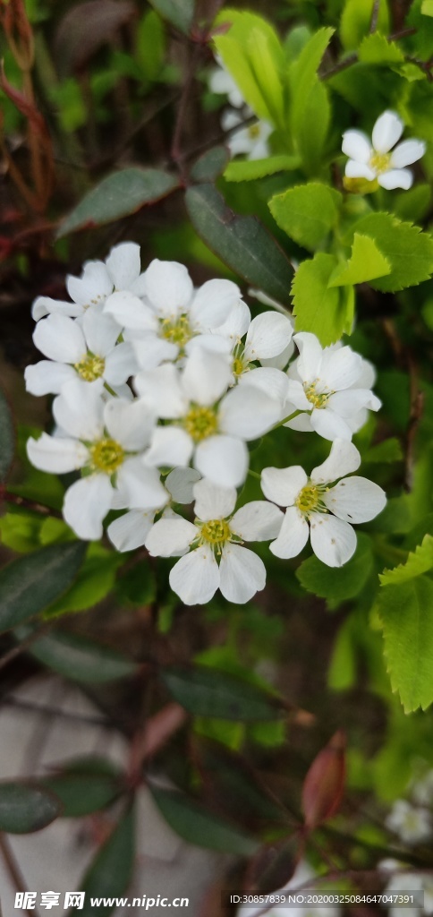珍珠绣线菊