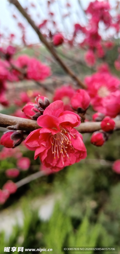 碧桃
