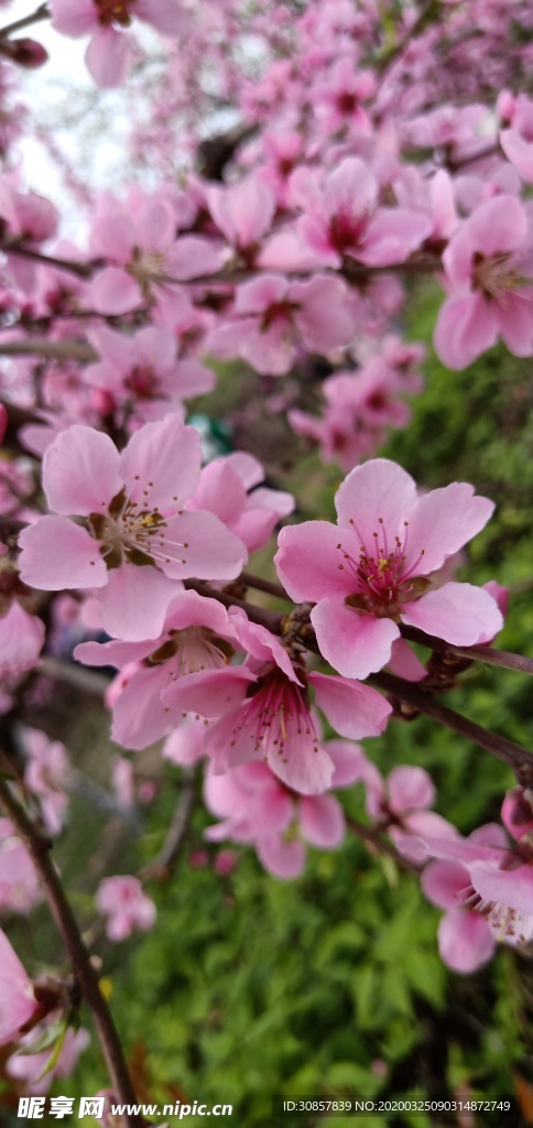 桃花