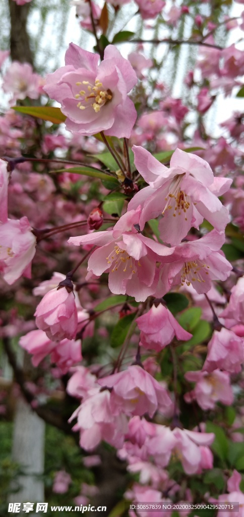 桃花