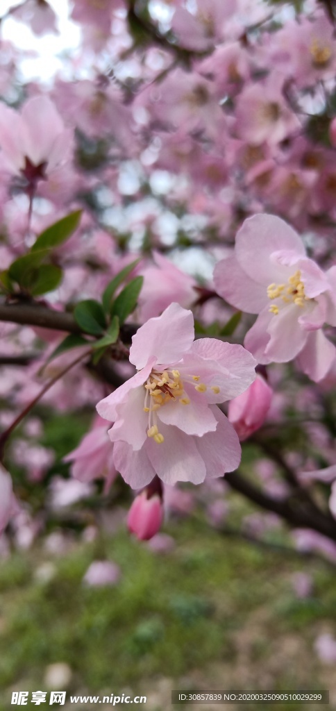 桃花
