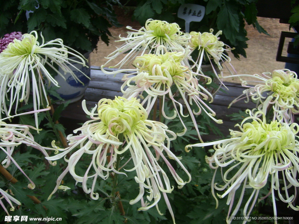 菊花