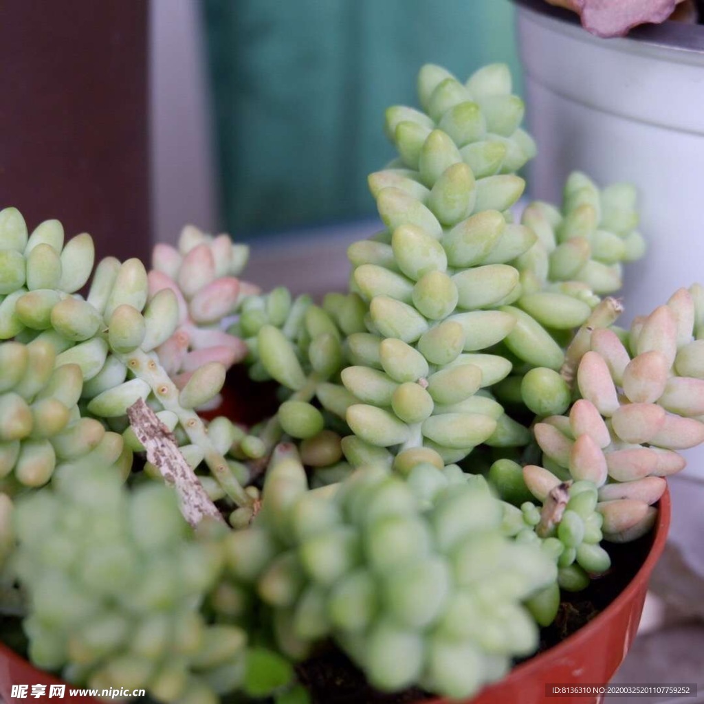 多肉植物