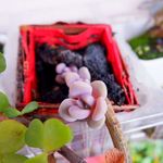 多肉植物