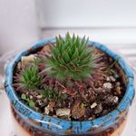 多肉植物