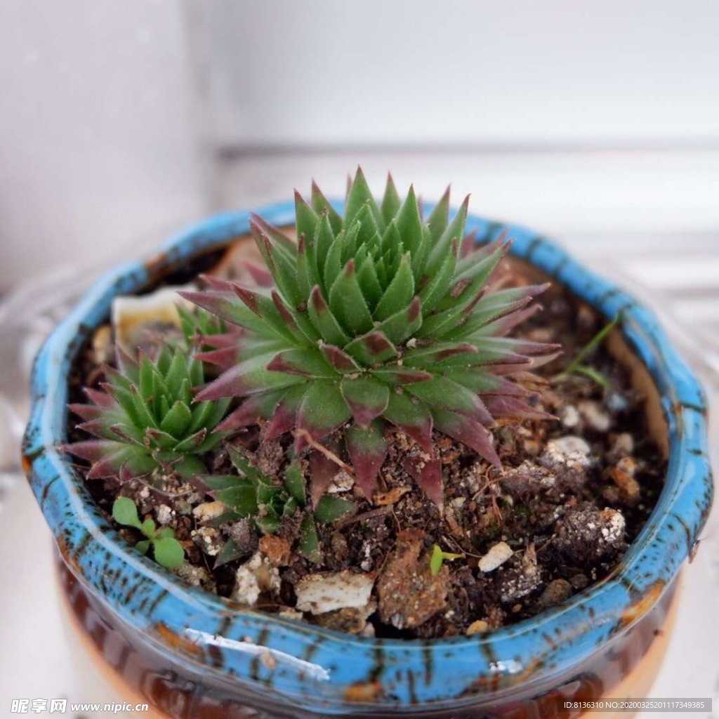 多肉植物