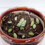 多肉植物