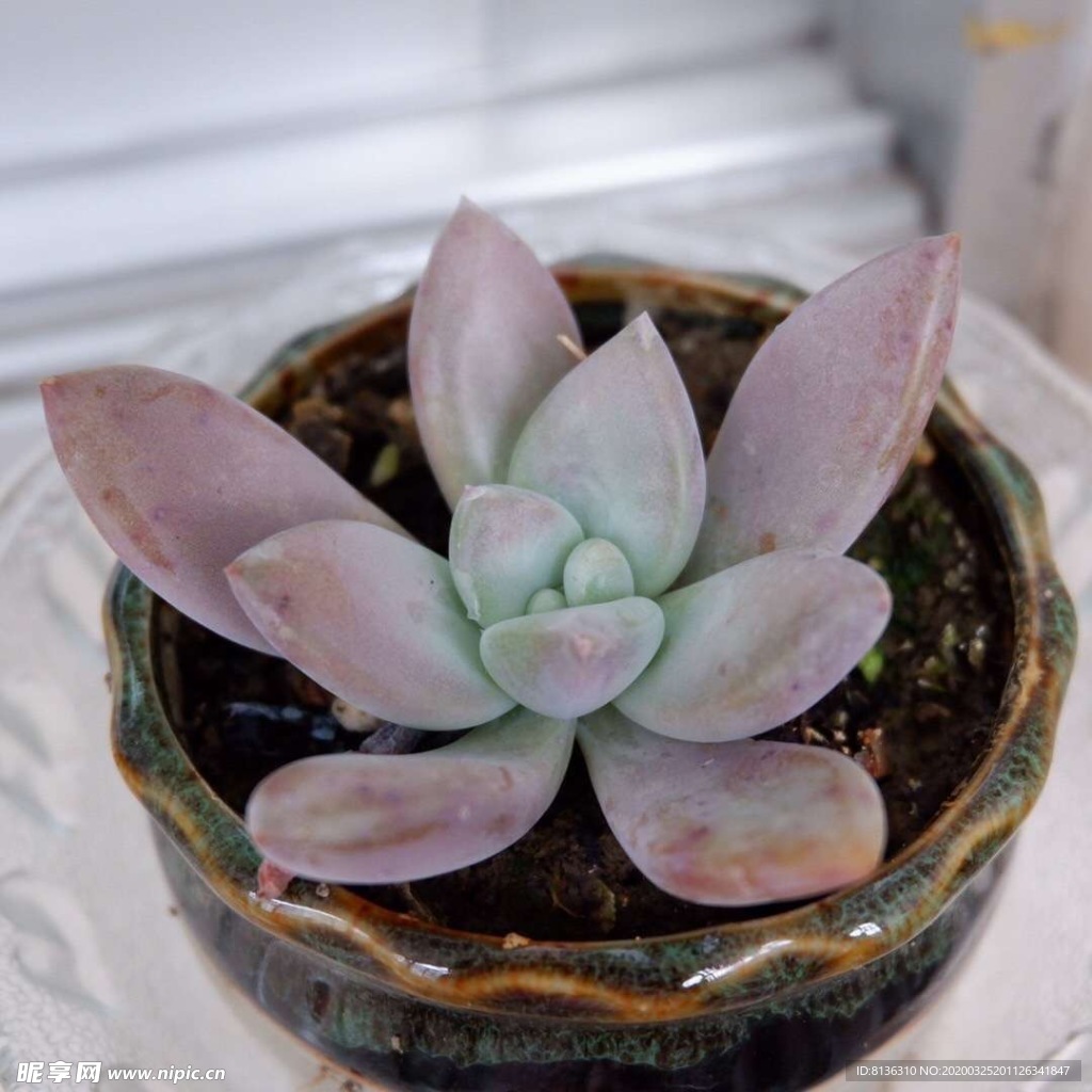 多肉植物