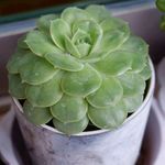 多肉植物