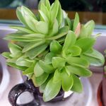 多肉植物