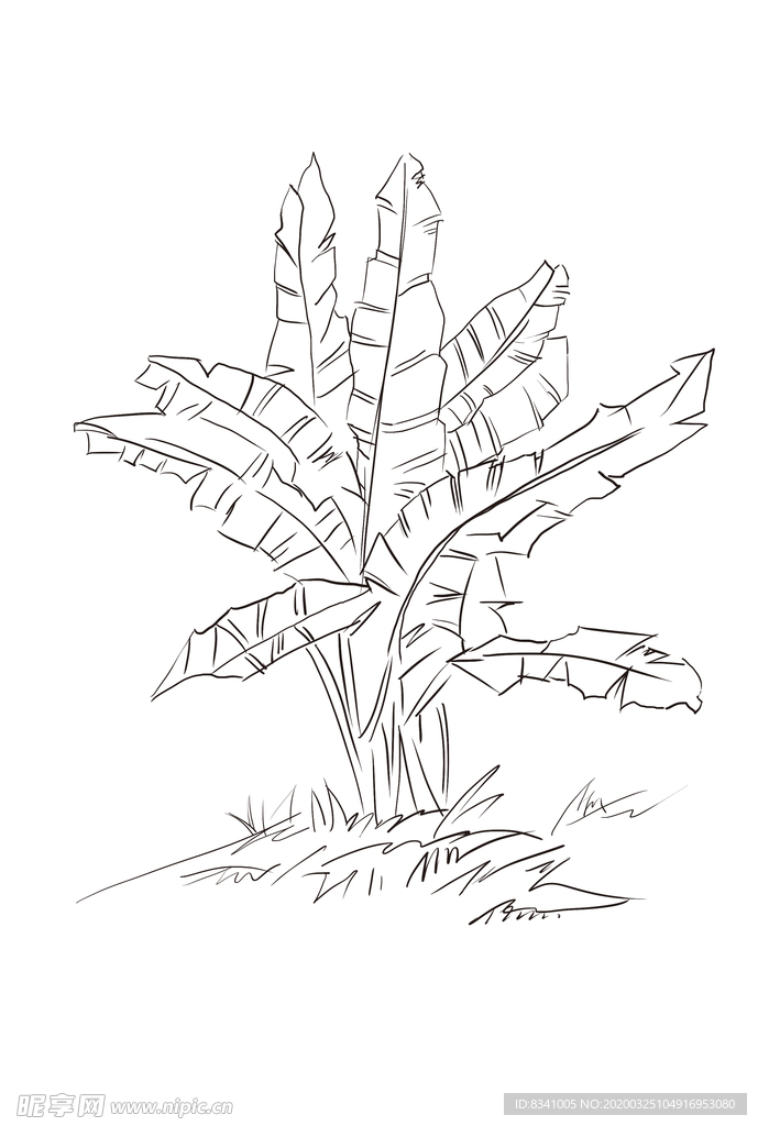 芭蕉叶简笔画