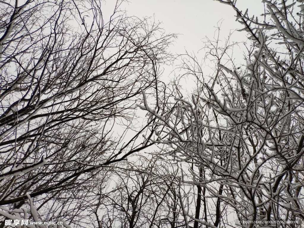 雪景
