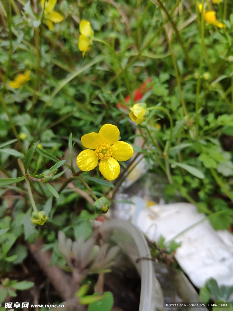 小黄花