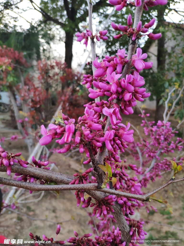 紫荆花