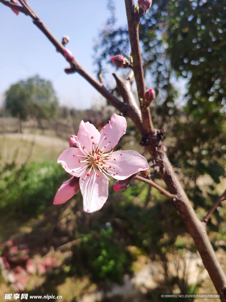 桃花
