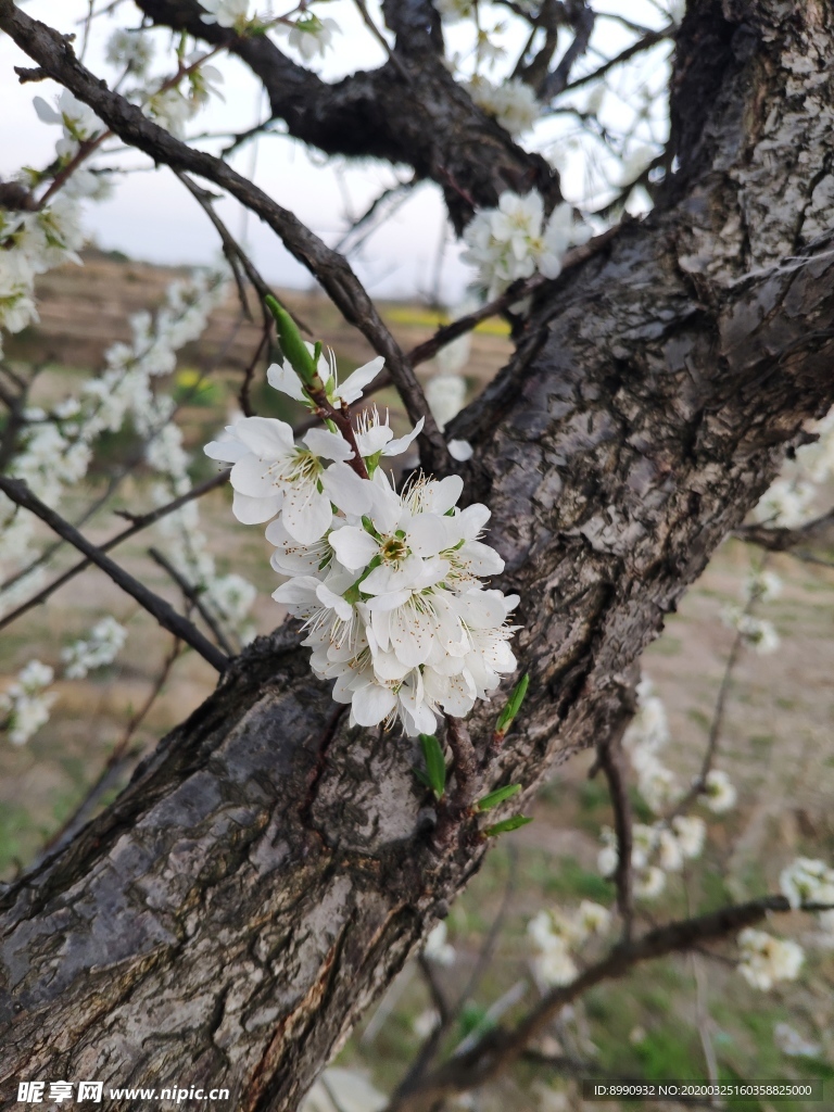 梨花