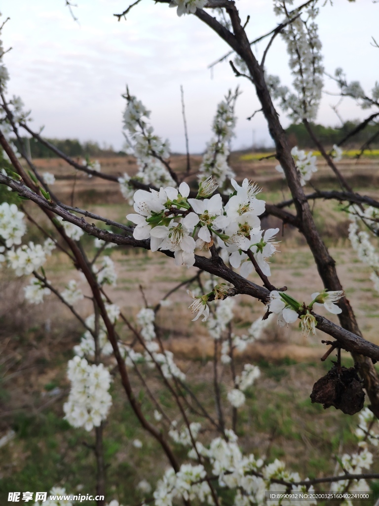 梨花